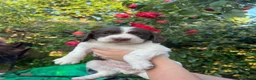 English Springer Spaniel dogs for sale: KC Reg Springer Spaniel Puppies - Horsham in Horsham - Advert 9
