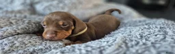 Miniature Dachshund dogs for sale: Litter of 5 beautiful boys - Advert 16