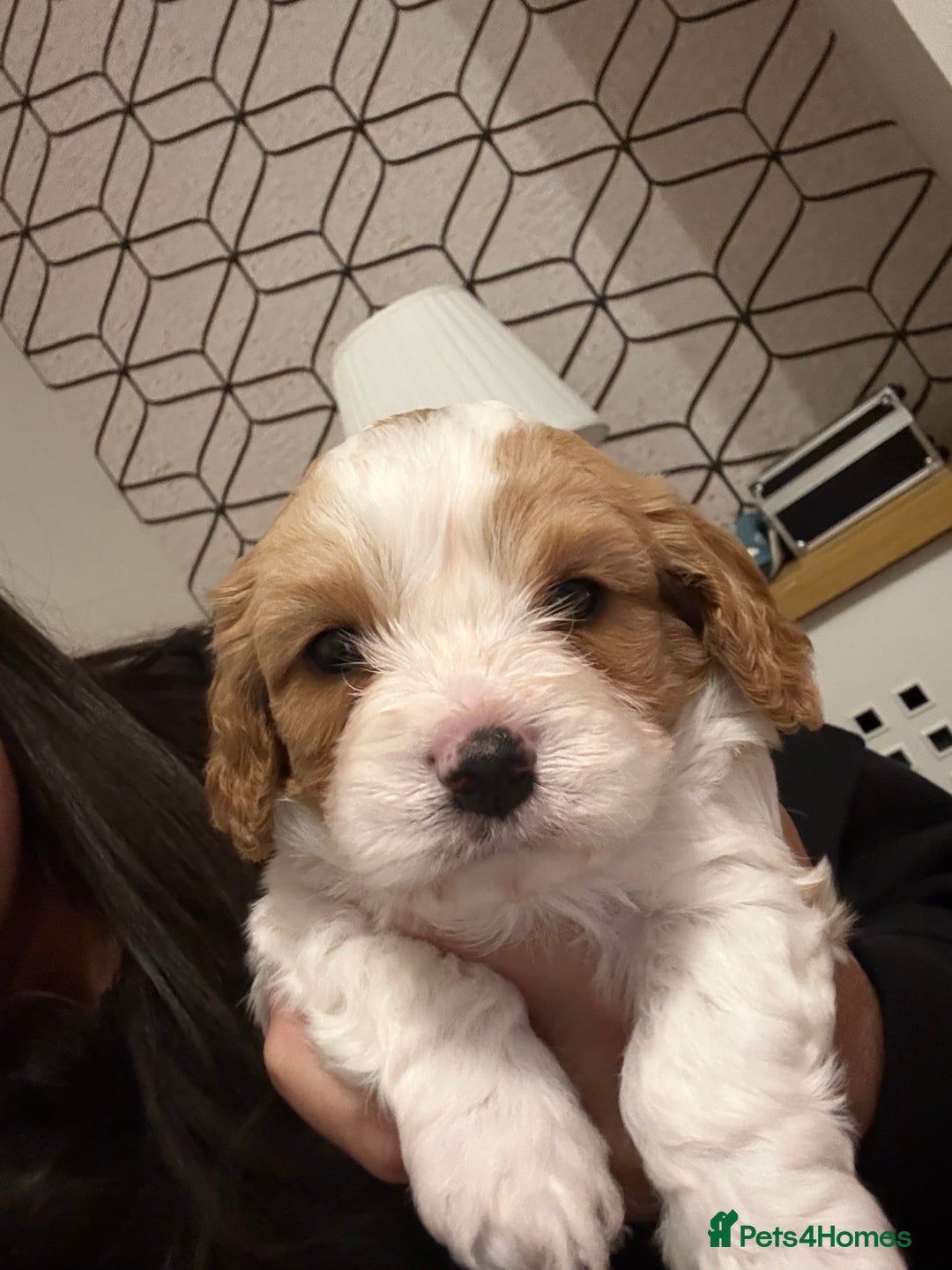 Cavachon dogs for sale: Cavachon - Advert 2