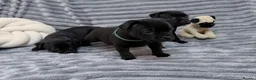 Staffordshire Bull Terrier dogs for sale: last boy True To size Bullscaff bloodline  - Advert 27