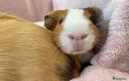 Guinea Pig rodents for sale: Female Pair  - Image 5