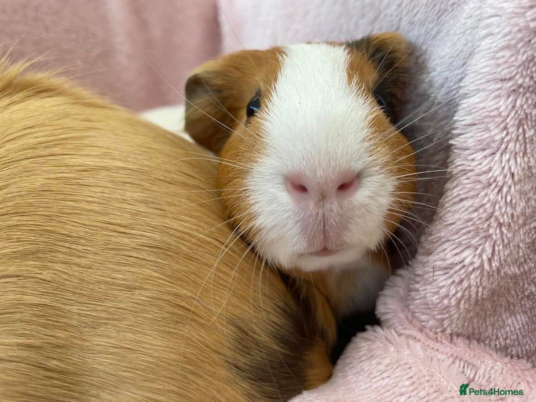 Guinea Pig rodents for sale: Female Pair  - Image 5