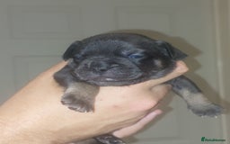 Mixed Breed dogs for sale: FRENCH BULLDOG X STAFFY  - Image 11