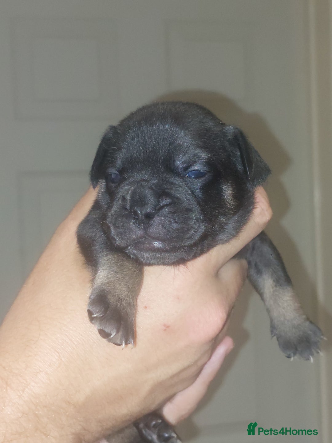 Mixed Breed dogs for sale: FRENCH BULLDOG X STAFFY  - Image 11