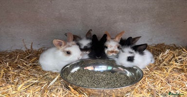 Lionhead rabbits for sale - Advert 9