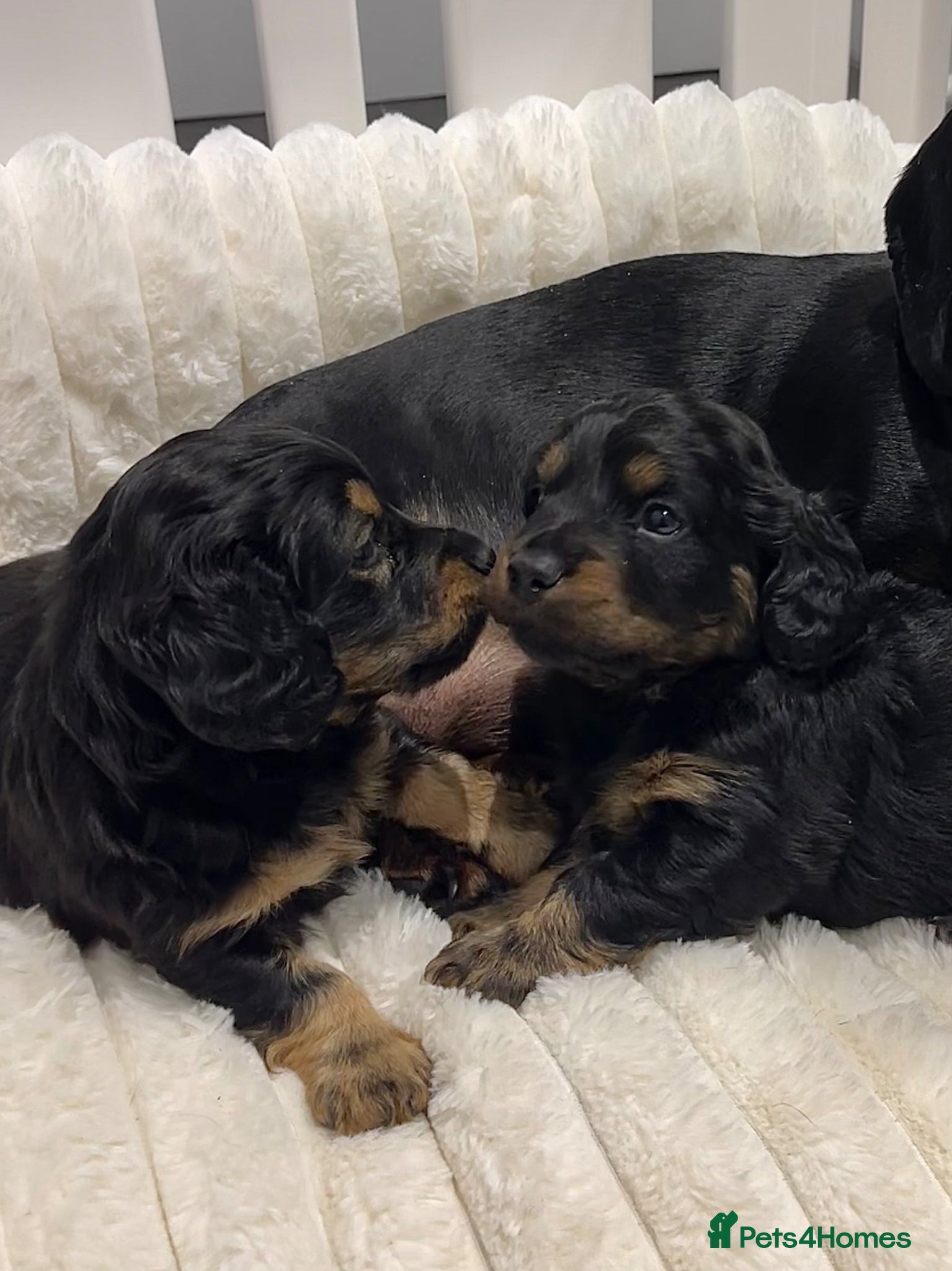 Mixed Breed dogs 2 female doxipoo puppies for sale  - Advert 1