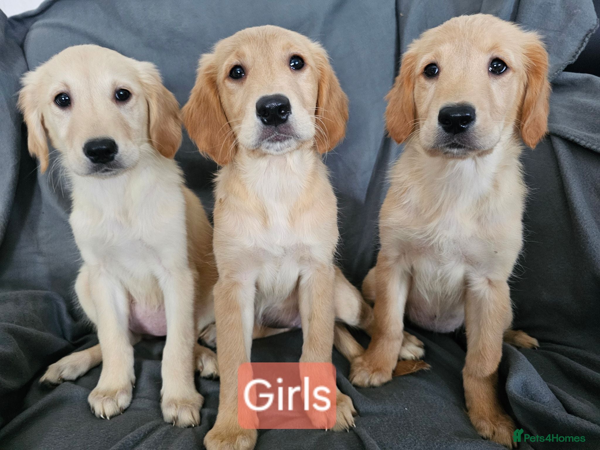 Golden Retriever dogs Fully vaccinated, updated photos 14 Aug - Advert 6