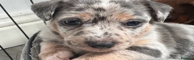 Truffle