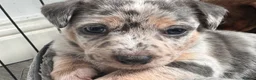 Jack Russell dogs for sale: Beautiful litter of Jack Russell Puppies - Advert 7