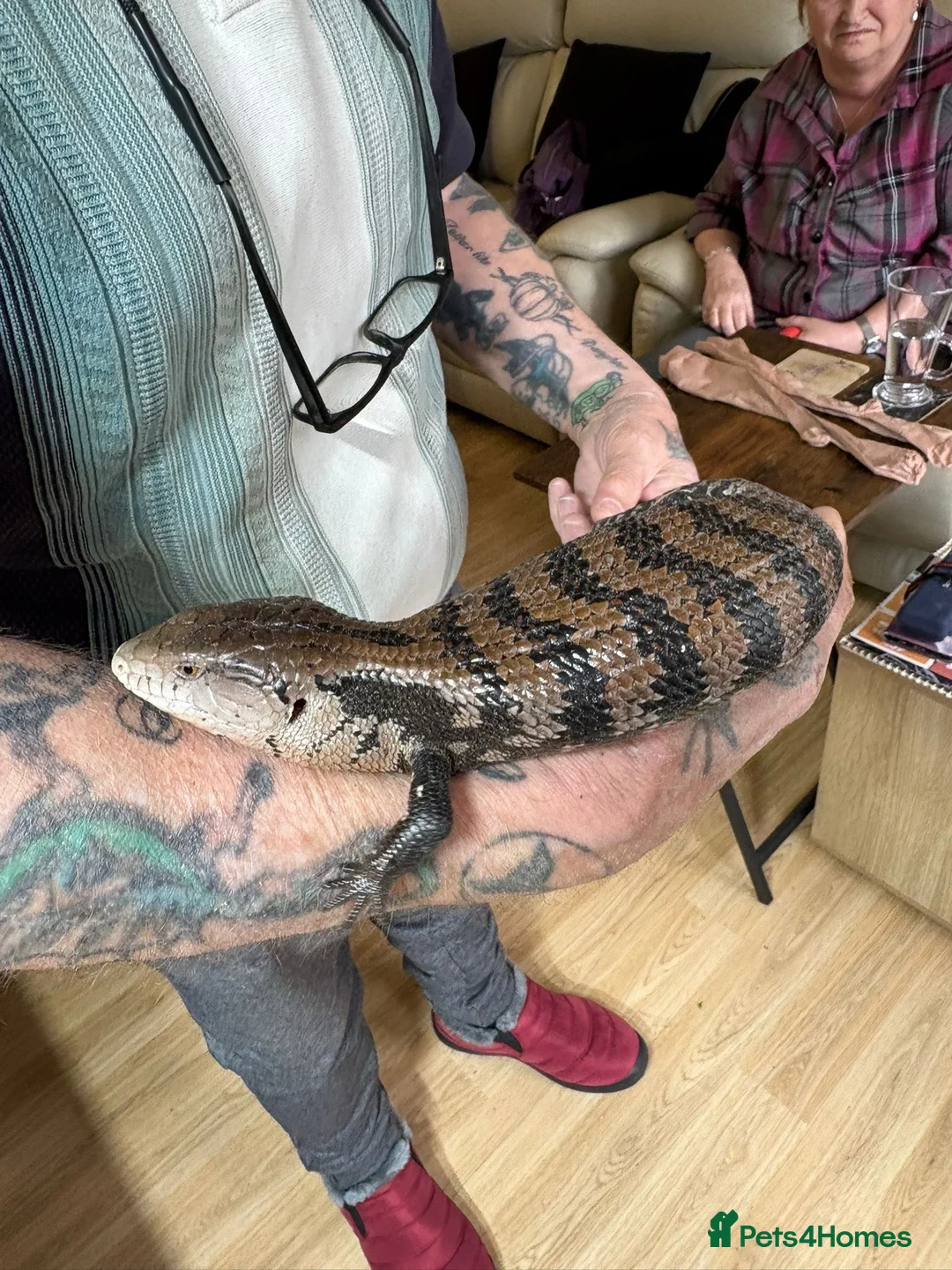 Skink reptiles for sale: Pair blue tongue and group Berber skinks  - Advert 2