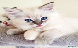 Ragdoll cats for sale: Stunning Adult Ragdoll and Kittens available!  - Image 1