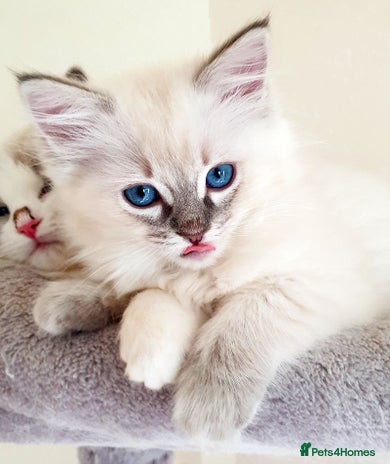 Ragdoll cats - Advert 1