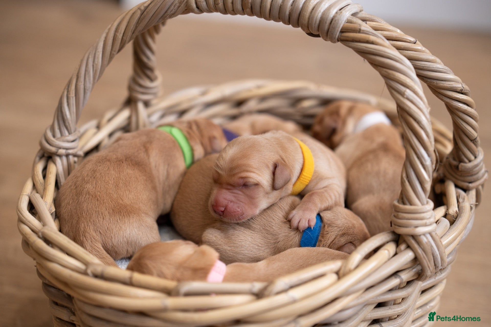 Goldador dogs 6 Beautiful Goldador Puppies - Advert 1