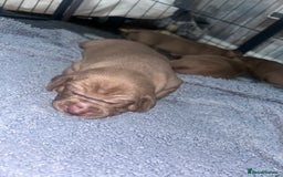Mixed Breed dogs for sale: Weimaraner Mix Puppies - Image 4