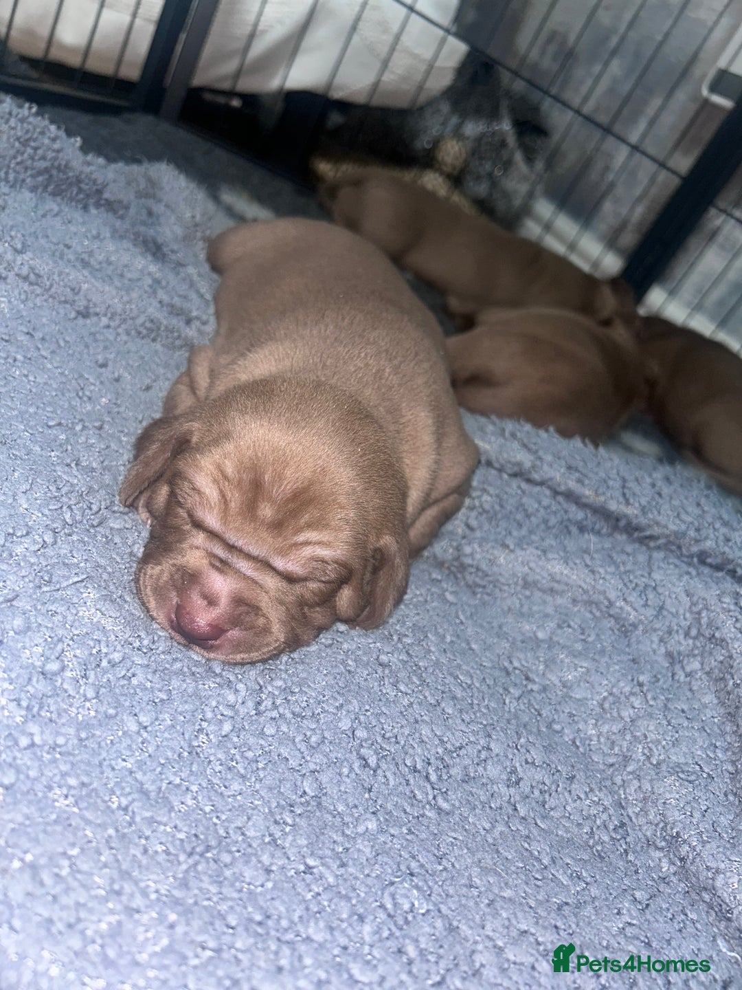 Mixed Breed dogs for sale: Weimaraner Mix Puppies - Image 4