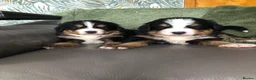 Bernese Mountain Dog dogs for sale: Stunning Bernese mountain puppies - Advert 3