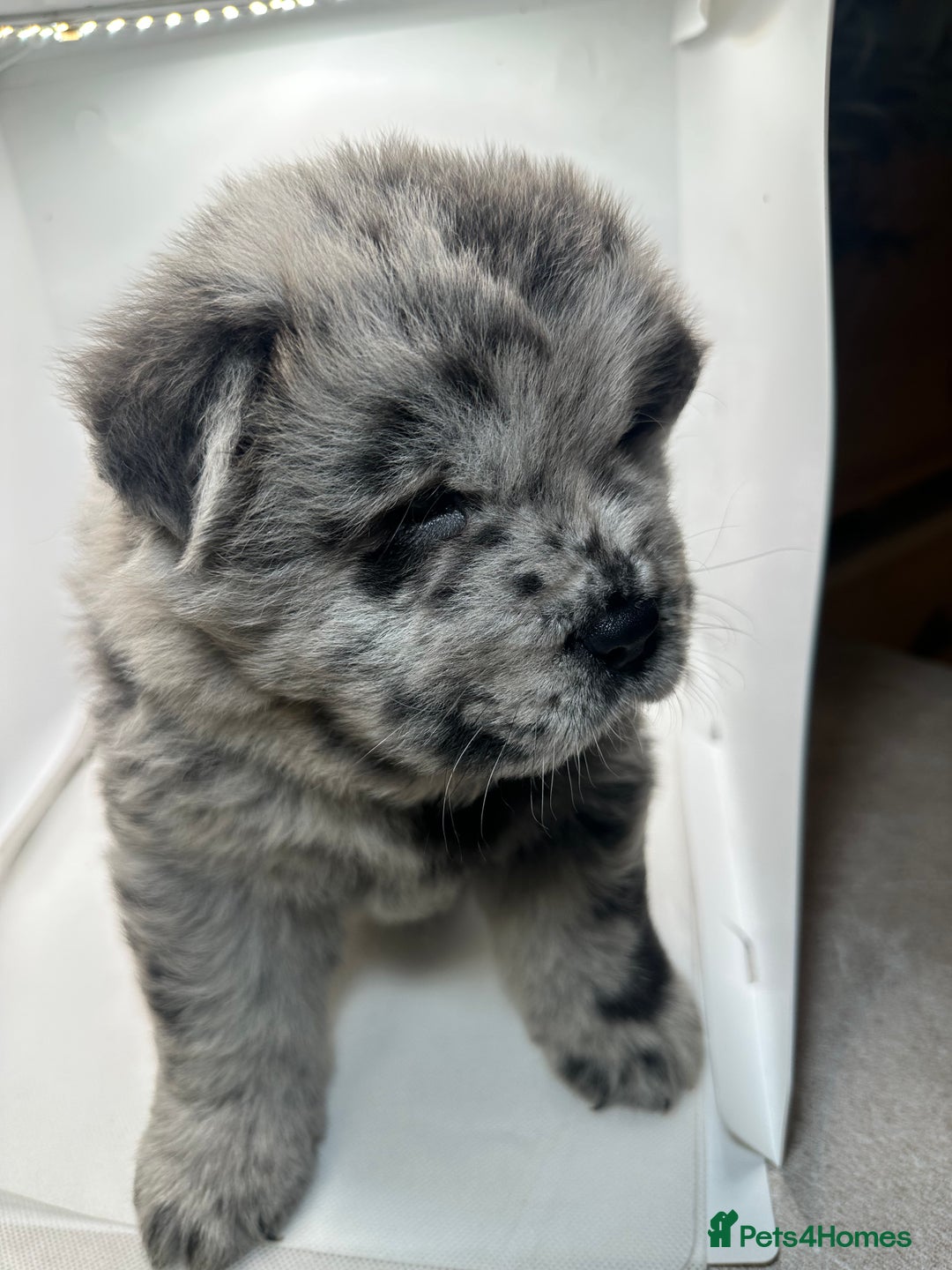 Chow Chow dogs for sale: Merle chow chow  - Advert 13