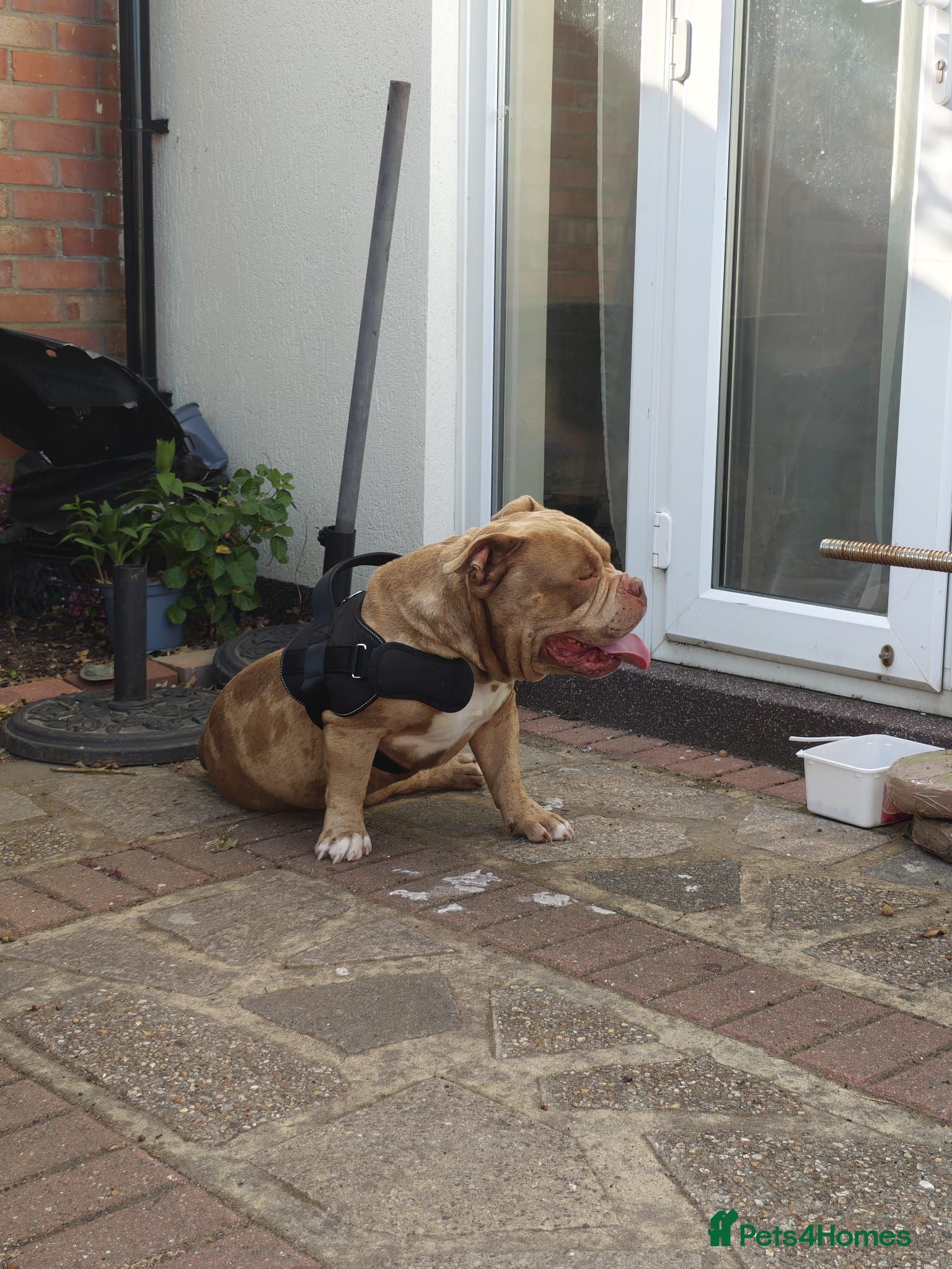 American Bully dogs Urgently looking for the best family! - Advert 1