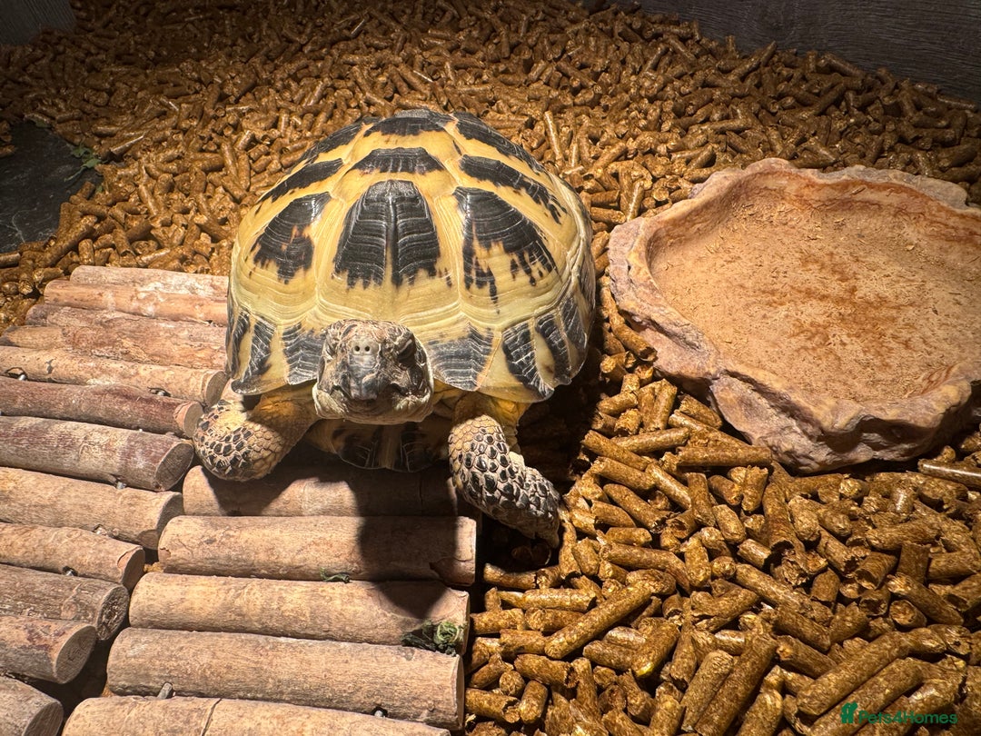 Tortoise reptiles for sale: Horsefield Tortoise  - Advert 2