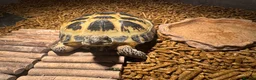 Tortoise reptiles for sale: Horsefield Tortoise  - Advert 3