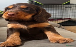 Cocker Spaniel dogs for sale: Cocker spaniel puppies 💙💙🩷🩷🩷 - Image 1