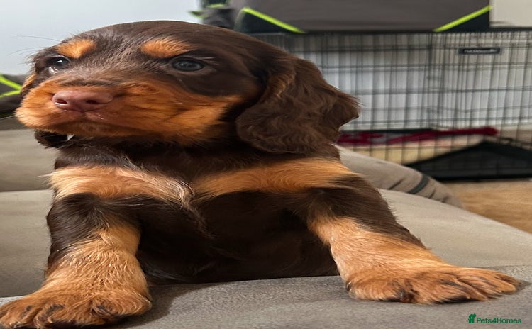 Cocker Spaniel dogs - Advert 13