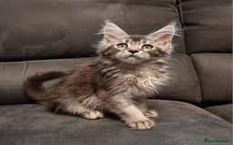 Maine Coon cats for sale: Pedigree GCCF Maine Coon Kittens for sale  - Image 31