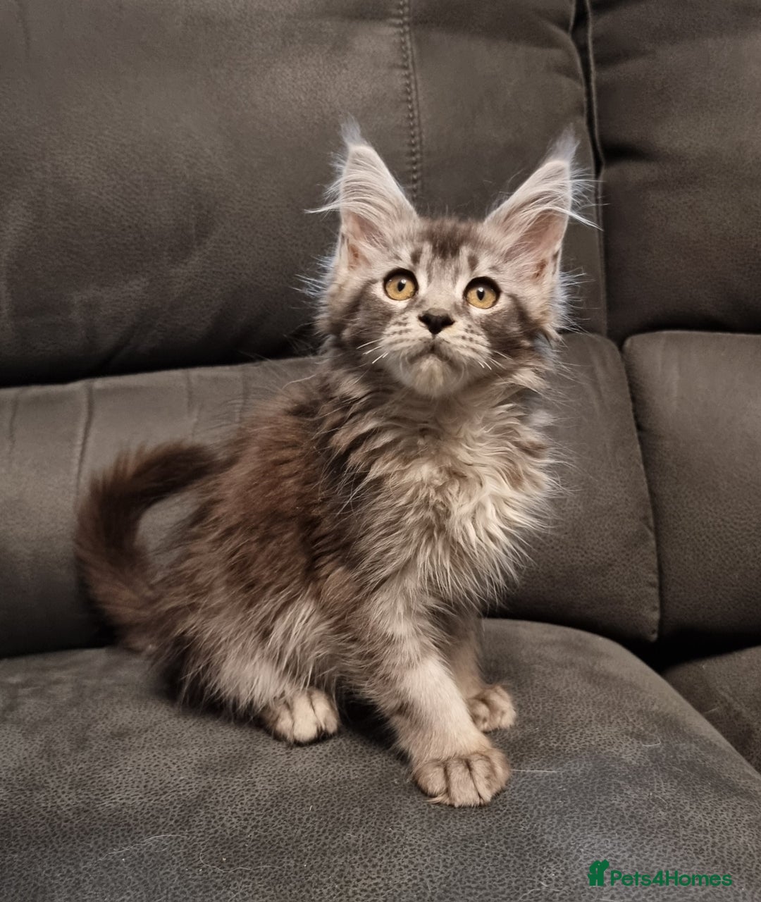 Maine Coon cats for sale: Pedigree GCCF Maine Coon Kittens for sale  - Image 31