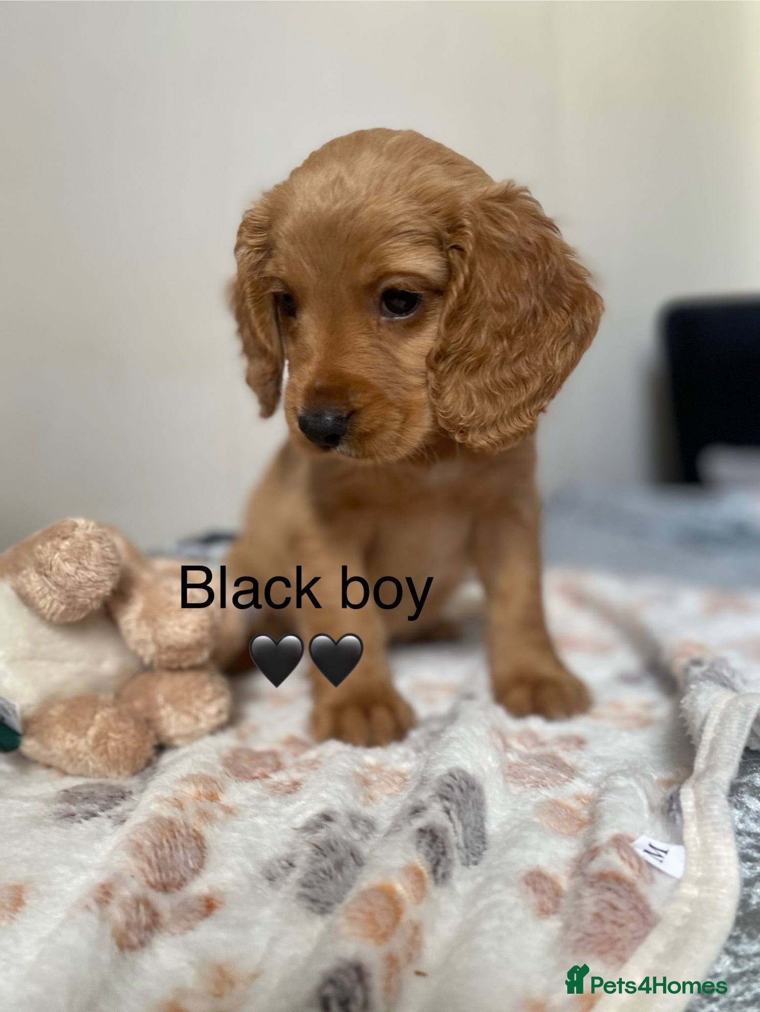 Cockapoo dogs 💕 cockapoo pups 💕 - Advert 13
