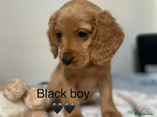 Cockapoo dogs 💕 cockapoo pups 💕 - Advert 13