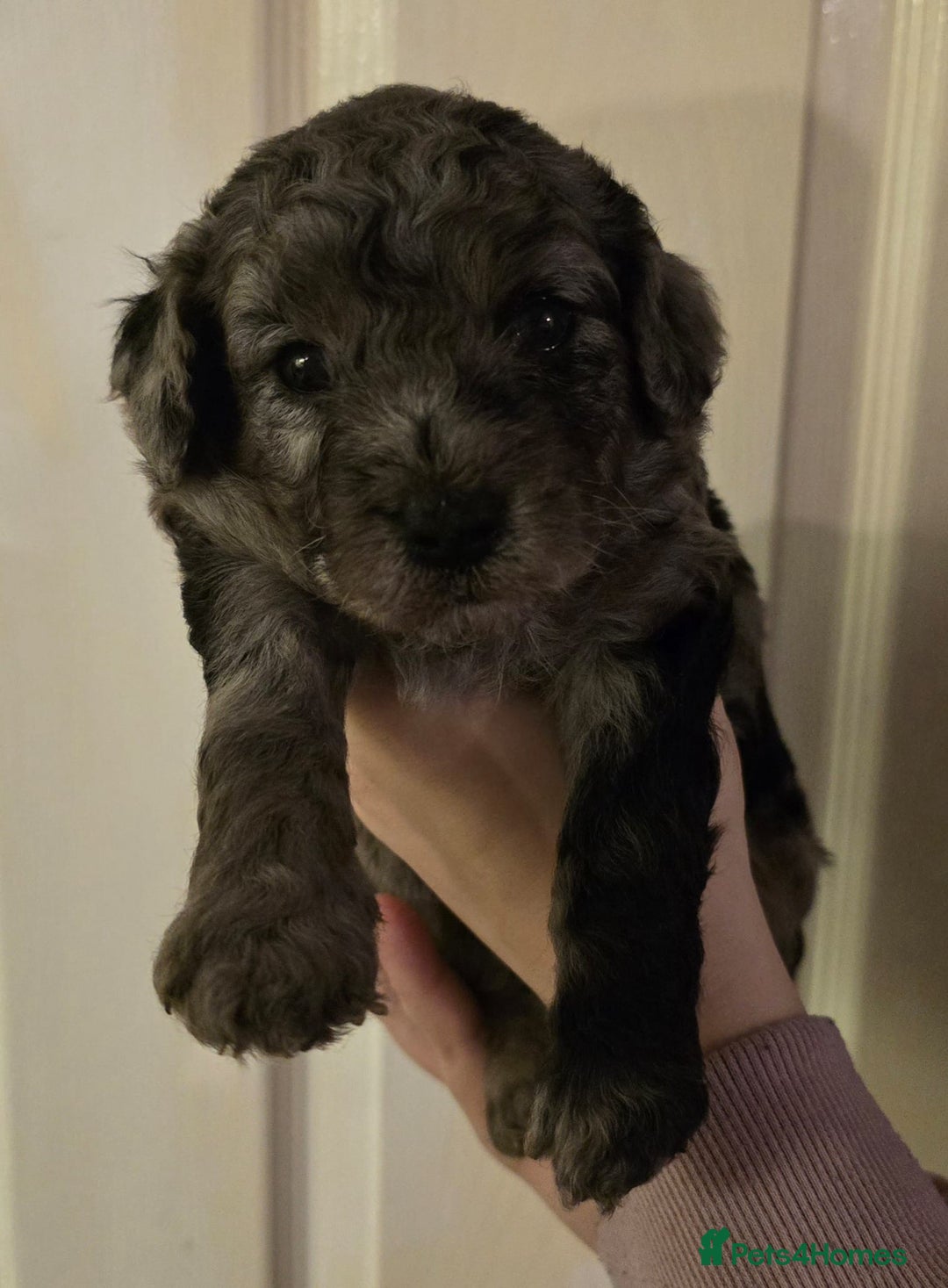 Cavapoo dogs for sale: Merle cavapoo boys  - Advert 6