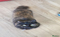 Maine Coon cats for sale: Adorable kittens Mixed Maine Coon  - Image 6