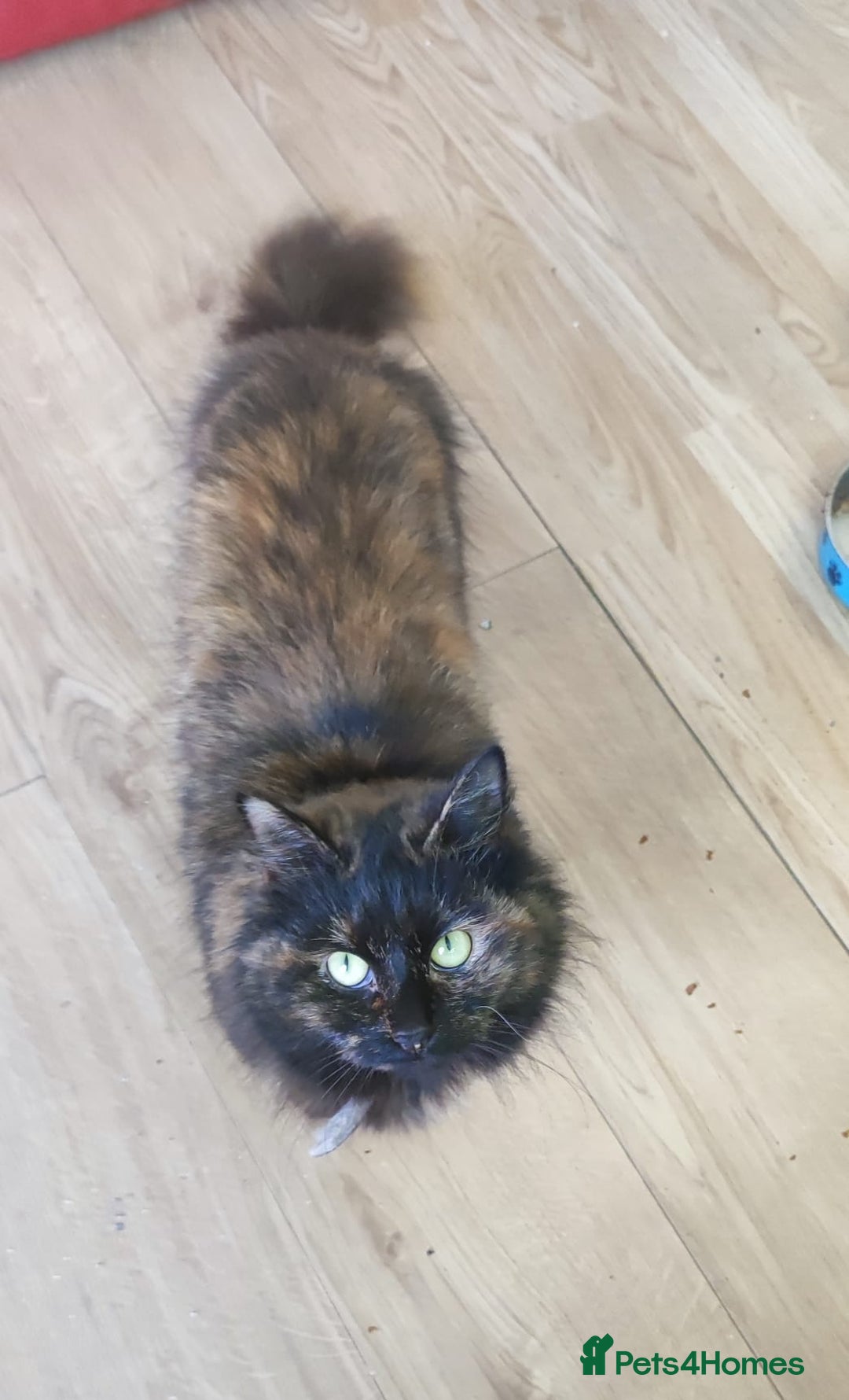 Maine Coon cats for sale: Adorable kittens Mixed Maine Coon  - Image 6