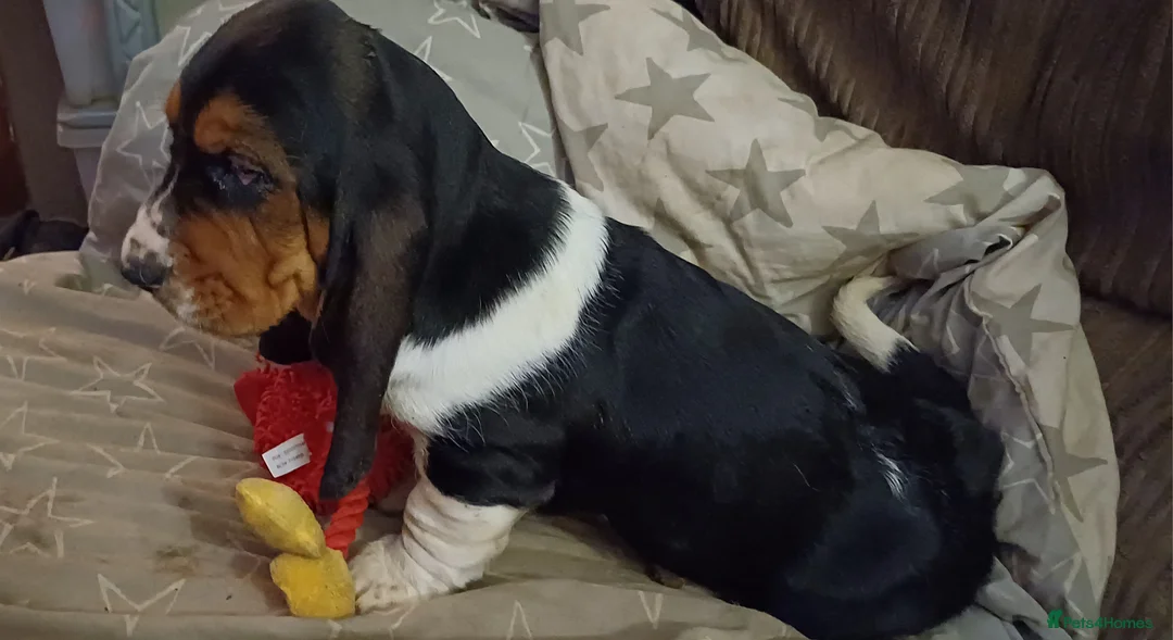 Basset Hound dogs for sale: Basset hound puppies - Advert 9