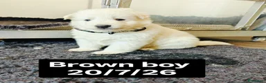 Brown collar Boy