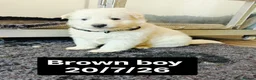 White Swiss Shepherd dogs for sale: Stunning KC reg long-coated White Swiss Shepherd - Advert 16