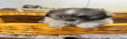 Mixed Breed dogs for sale: cuddly fluffy Pomshi - Advert 3