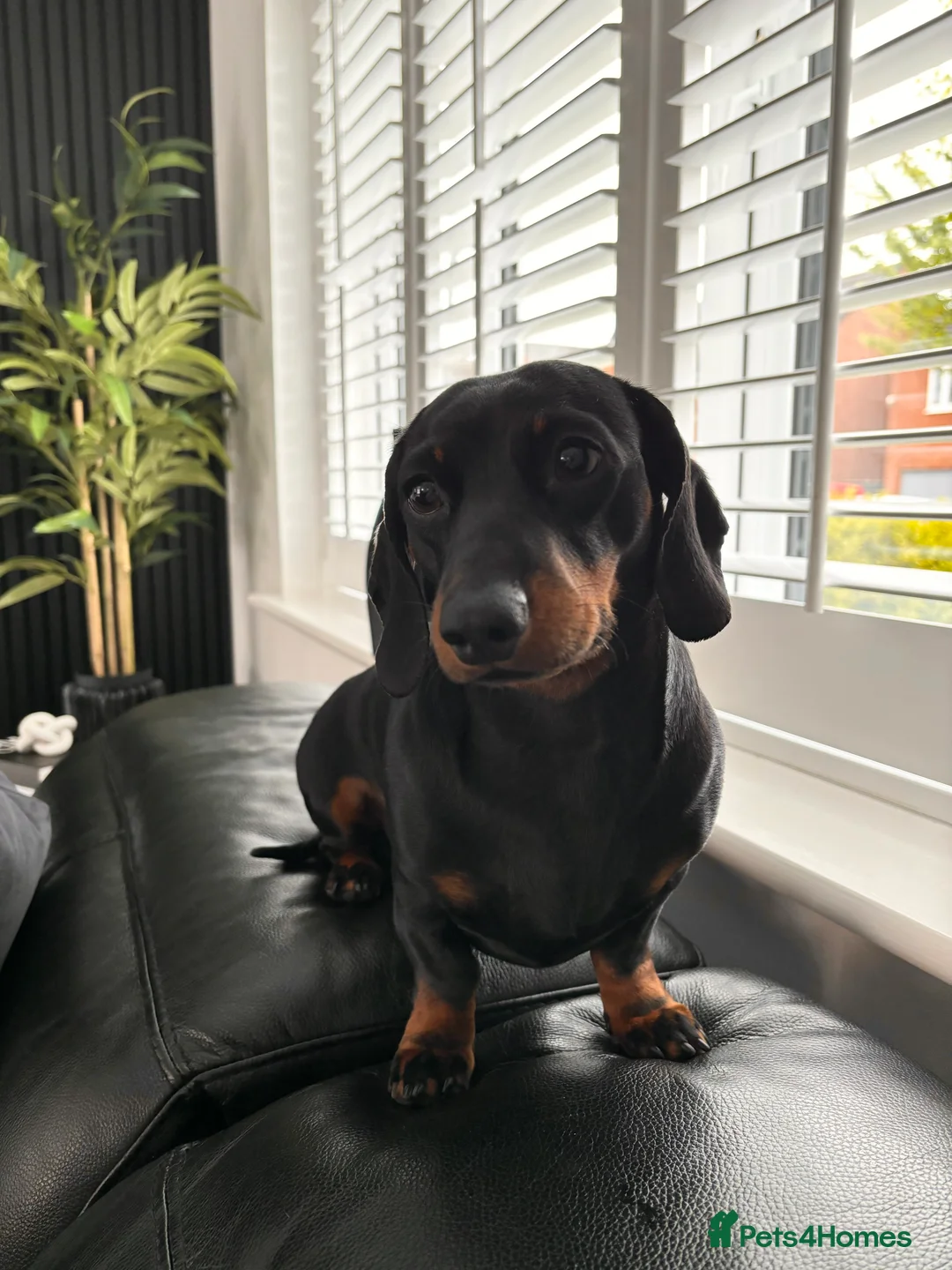 Miniature Dachshund dogs for stud: Proven Stud Black & Tan Miniature Dachshund Stud in Durham - Advert 4