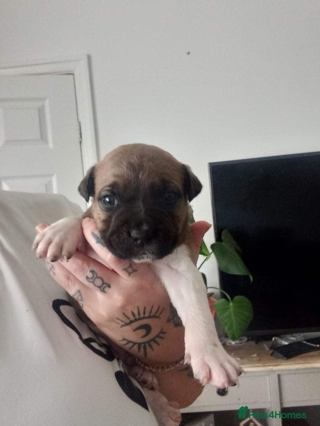 Mixed Breed dogs for sale: Staffy/american akita - Image 4