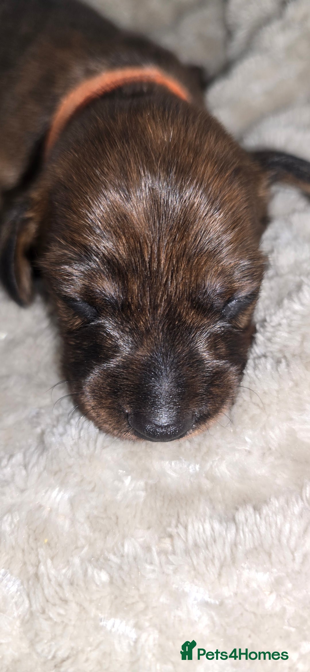 Miniature Dachshund dogs for sale: Miniature dachshund  - Image 16