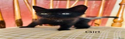 Mixed Breed cats for sale: *READY NOW* 3 Beautiful Black Kittens  - Advert 25