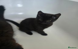 Mixed Breed cats for sale: Cute kittens  - Image 3