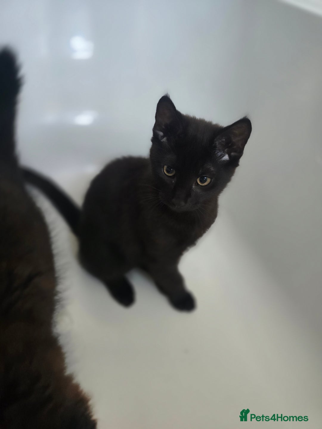 Mixed Breed cats for sale: Cute kittens  - Image 3