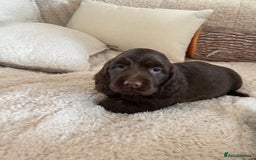 Sprocker dogs for sale: HEALTH TESTED cocker/springer spaniel puppies   - Image 17