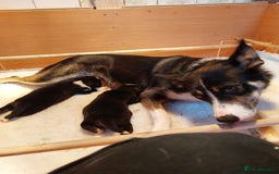 Border Collie dogs for sale: Border collies for sale - Image 13