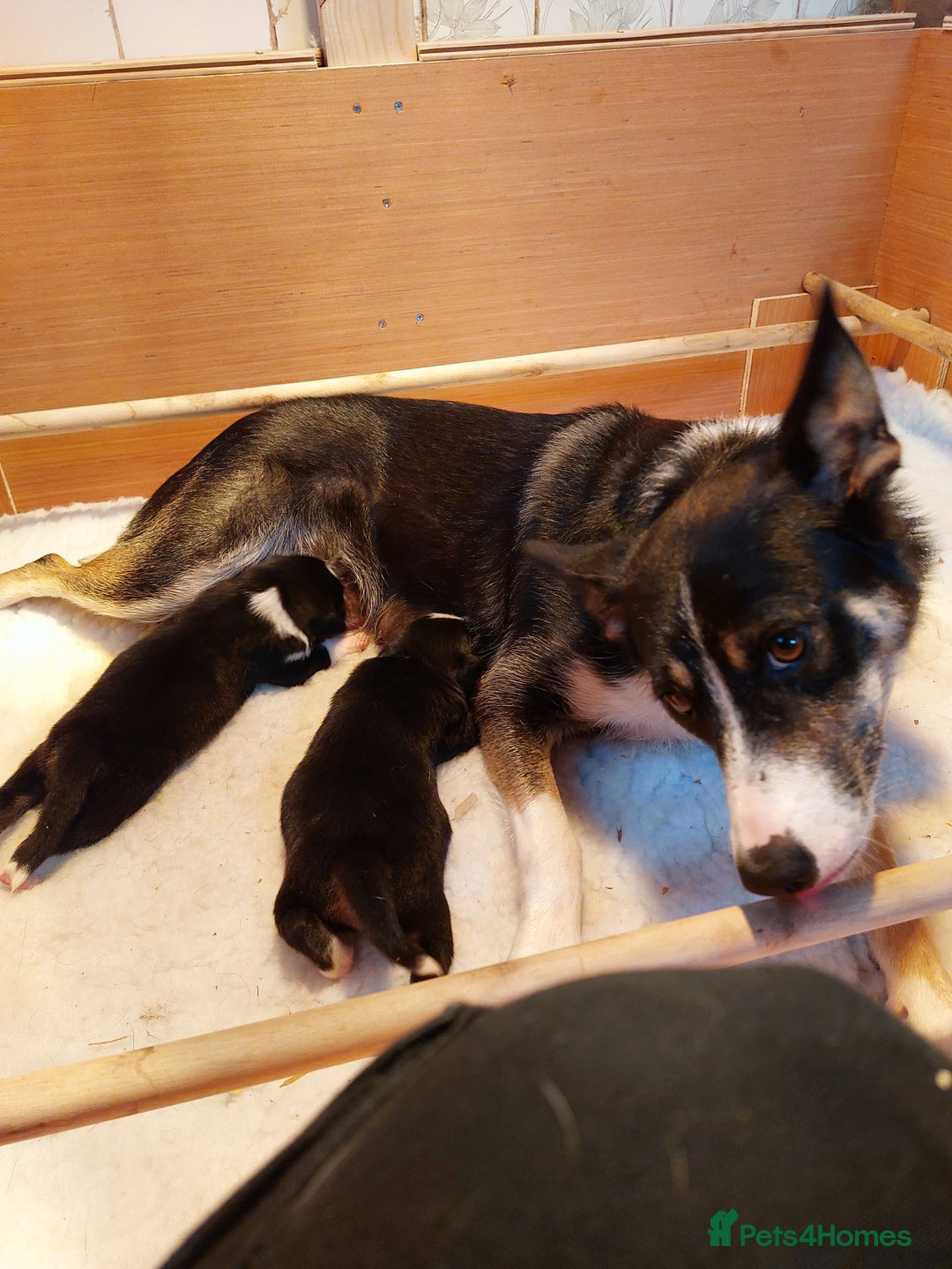 Border Collie dogs for sale: Border collies for sale - Image 13