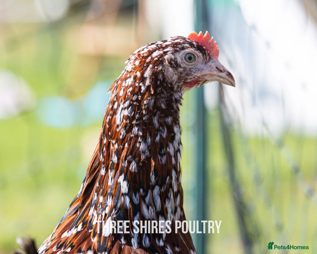 Chickens poultry for sale: Millefleur  - Advert 3