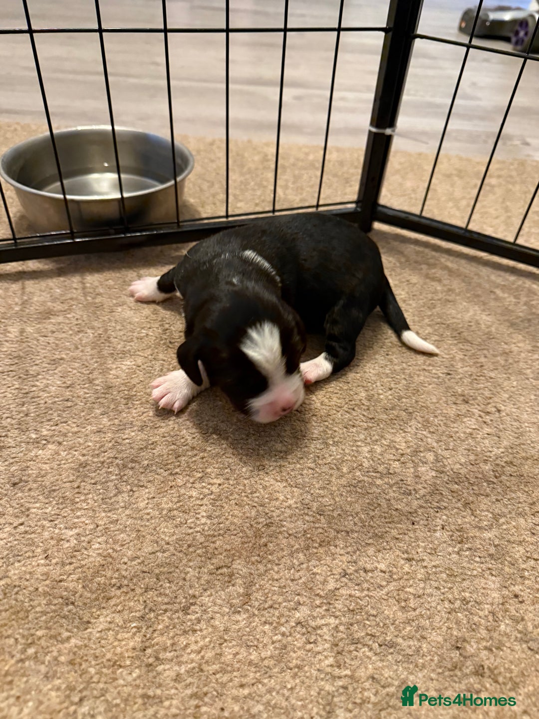 Cockerdor dogs for sale: Cocker spaniel/ Labrador puppies  - Advert 9