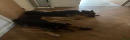 Chickens poultry for sale: : beautiful birdnd ,, inky I’m.  Sad but add km  - Advert 6