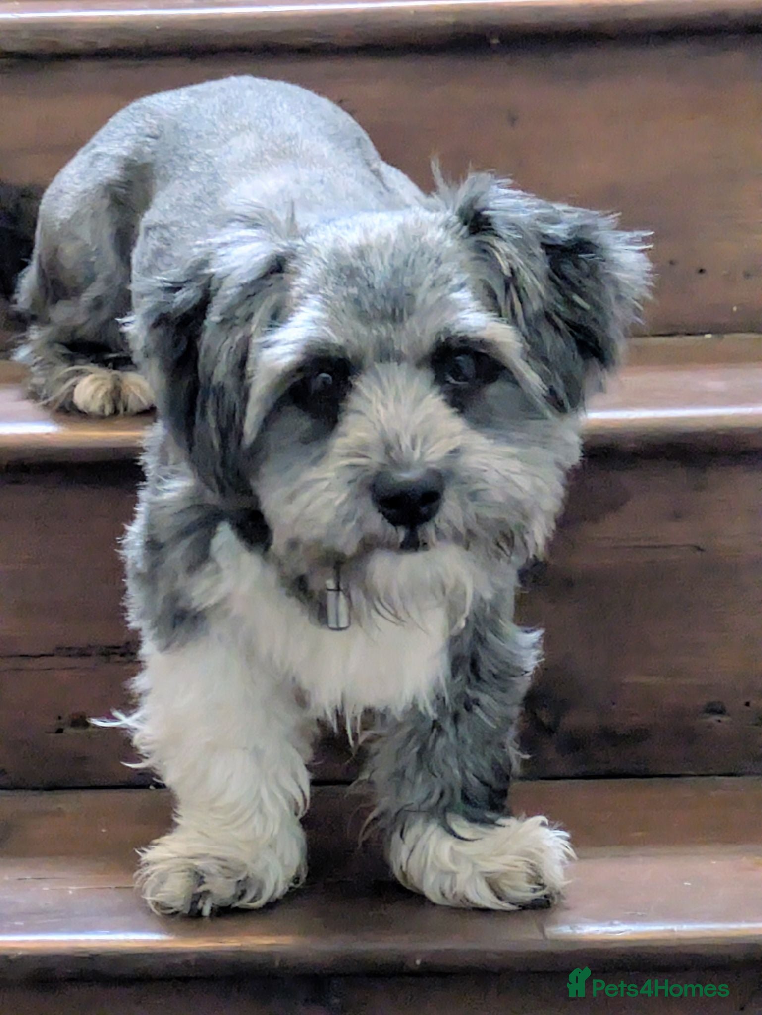 Mixed Breed dogs Ellwood mixed breed very Schnauzer Shih Tzu  - Advert 12